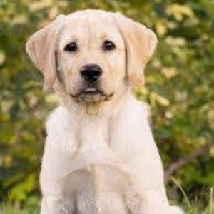 Meet your Posher, Noah